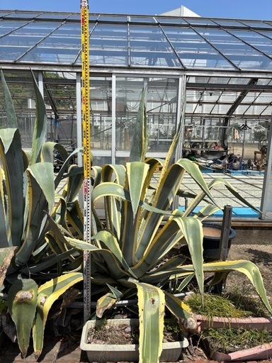 アガベ　アメリカーナ　斑入り