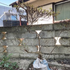(5月20日まで)ツツジ①