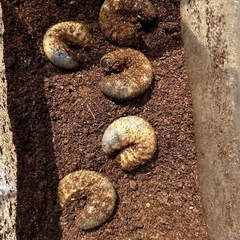 カブトムシ　幼虫
