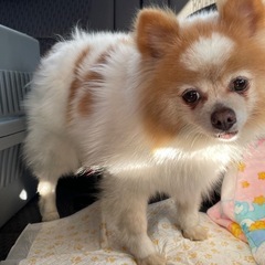おとなしい性格で可愛らしいポメちゃん