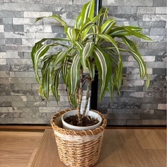 観葉植物 55cm　差し上げますの画像