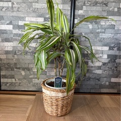 観葉植物 55cm　差し上げます
