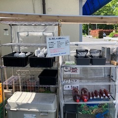 メダカ　無人販売