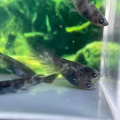 【メダカ屋　恵作めだか】　累代　AW‐02　写真は現物　ランダム...