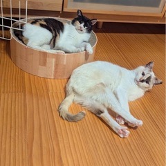 シャムちゃんは決定！可愛い姉妹 - 猫