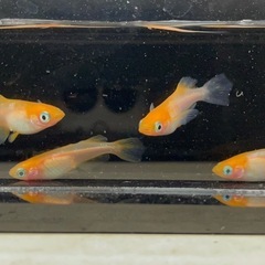 お取引中🔴ハイビスカス メダカの有精卵12個＋補償分3個の合計15個 人気のめだか 紅白 ヒカリ体型 残り3の画像