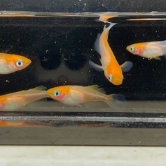 お取引中🔴ハイビスカス メダカの有精卵12個＋補償分3個の合計15個 人気のめだか 紅白 ヒカリ体型 残り3の画像