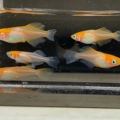 お取引中🔴ハイビスカス メダカの有精卵12個＋補償分3個の合計15個 人気のめだか 紅白 ヒカリ体型 残り3の画像