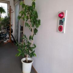 アマゾン　オリーブ　高さ160センチの大型観葉植物