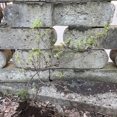 (5月20日まで)ツツジ②
