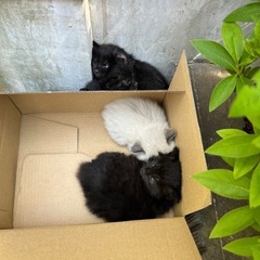 捨て猫保護しています　2ヶ月くらい