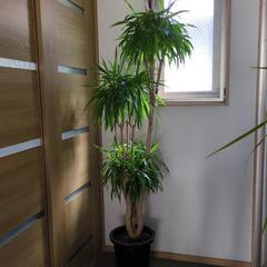 ドラセナ　ナビー　１８０センチ　大型観葉植物