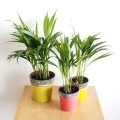 2本！Areca Palm アレカヤシ　発芽済みの苗　遠い沖縄な...