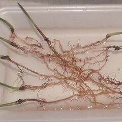 2本！Areca Palm アレカヤシ　発芽済みの苗　遠い沖縄などではなく千葉県からのため安心！ の画像