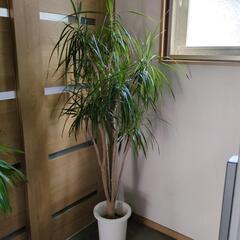 ドラセナ　コンシンネ　高さ160センチの大型観葉植物
