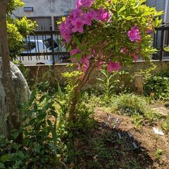 ◯つつじ