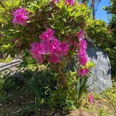 ◯つつじの画像