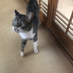 猫ちゃんの里親募集中