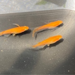 プロミネンス メダカ卵30個+a