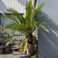 差し上げます！観葉植物　ソテツ　大きな子です！の画像