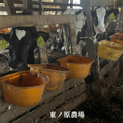 大自然の中で牛飼いを一緒にしてくれる方探しています！