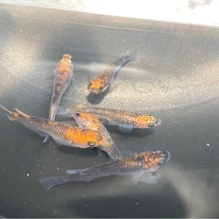五式タイプR メダカ卵30個+a