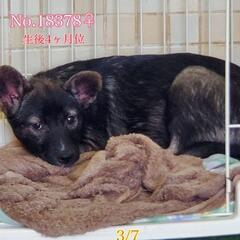 一般譲渡不可　処分間近です