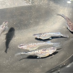 クラウドグレーダイヤ ダルマ血統  メダカ卵30個+aの画像