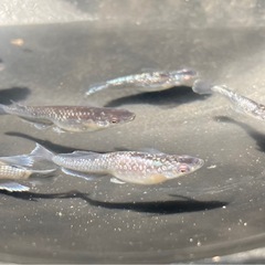 クラウドグレーダイヤ ダルマ血統  メダカ卵30個+aの画像