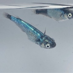 ボブ メダカ卵30個+a