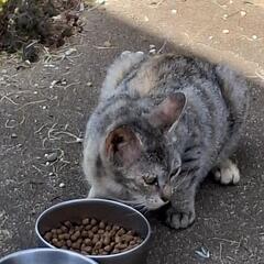 子猫の里親さんを探しています。