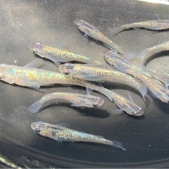 サファイア メダカ卵30個+aの画像