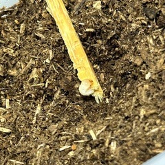 オオクワガタの幼虫（久留米産・大型血統）の画像