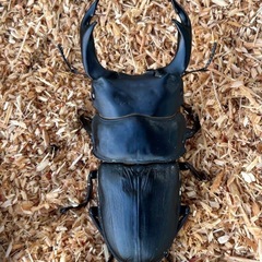 オオクワガタの幼虫（久留米産・大型血統）の画像