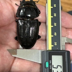 オオクワガタの幼虫（久留米産・大型血統）の画像