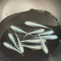 お取引中🔴みゆき　幹之　フルボディ 青 鉄仮面 メダカの有精卵40個＋補償分10個の合計50個 おまけ付 人気のめだかの画像