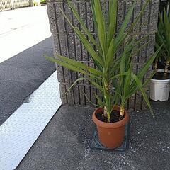 ユッカエレファンティペス（鉢付き）