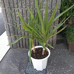 ユッカエレファンティペス（鉢付き）