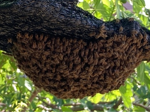 日本蜜蜂　分蜂1群　重箱2段