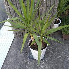 ユッカエレファンティペス（鉢付き）