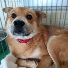 長崎県動物管理所収容中(中型成犬男子3歳くらい)(終生室内…