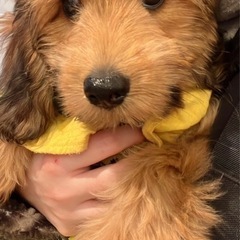 MIX犬です。