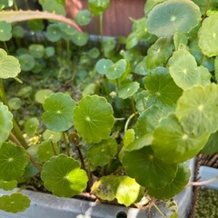 まだあります！ウォーターマッシュルーム差し上げます。の画像