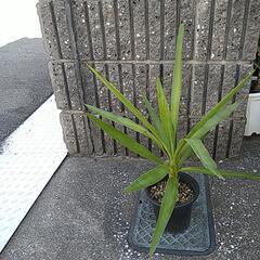 ユッカエレファンティペス（鉢付き）