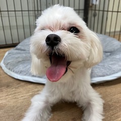 里親募集中　マルチーズのビー君 - 葛城市