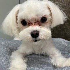 里親募集中　マルチーズのビー君