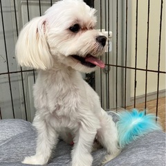 里親募集中　マルチーズのビー君 - 犬