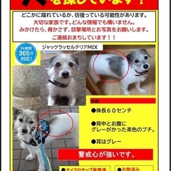 白灰色の、小さめの犬を探してます。