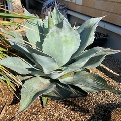 アガベ オバティフォリア フロスティブルー 大株
