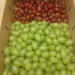 6500円相当分 皮ごと食べられるブドウ🍇ぶどう 種なし 2kg...